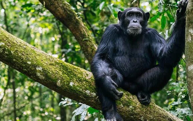 Parc National de la Kibira