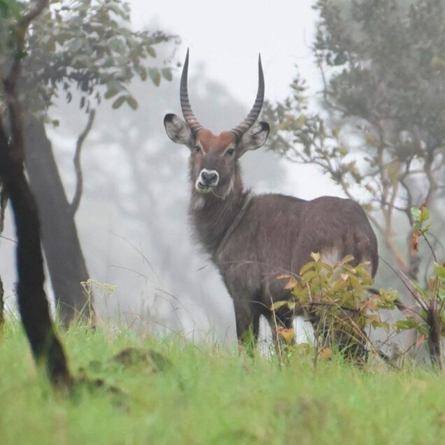 Parc National de la Ruvubu